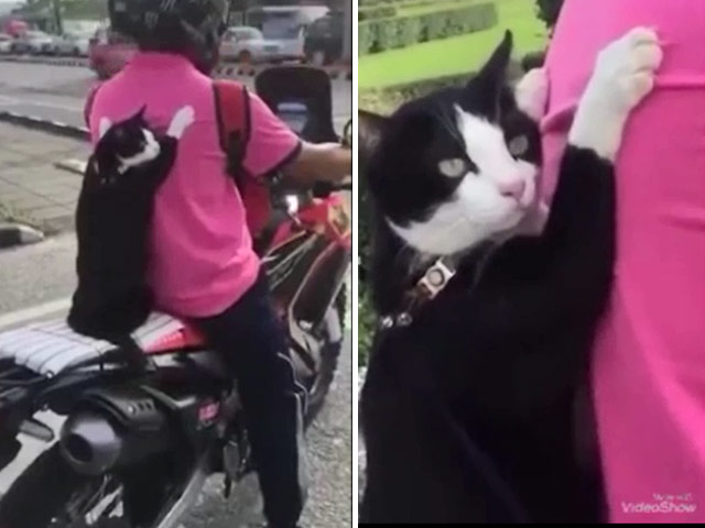 Clip: Mèo ôm chủ dạo phố trên xe máy khiến dân mạng thích thú