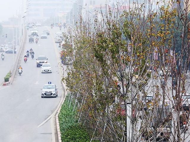 Cây phong trồng tại Hà Nội: Vì sao lá không đỏ?