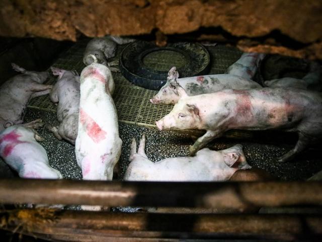 Thiệt hại từ dịch tả lợn châu Phi vẫn chưa có điểm dừng