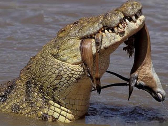 Hàm cá sấu có gì mà chúng đớp mồi nhanh như điện giật?