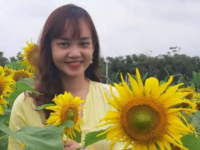 Quảng Nam: Giáp Tết, vườn hướng dương tấp nập khách vào xem