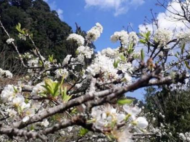 Hoa mận nở trắng thung lũng Hang Kia - Pà Cò