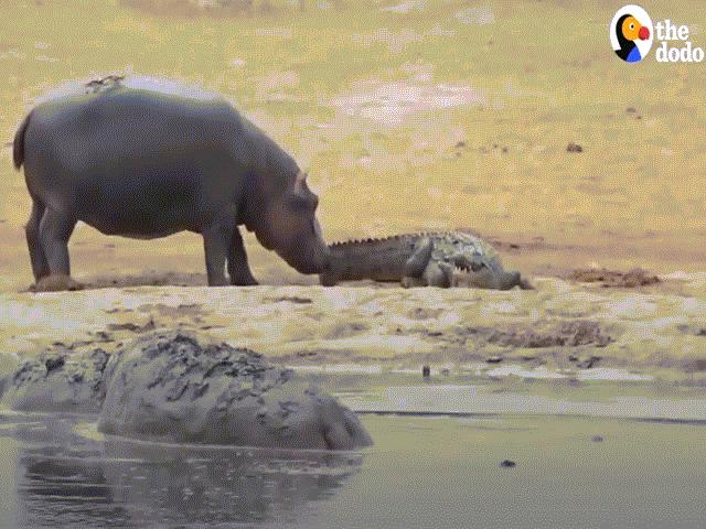 Video: Cá sấu khổ sở vì bị hà mã con ”cà khịa” liên tục và cái kết khi kẻ thứ 3 tới