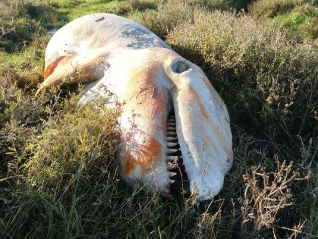 Phát hiện bất thường khi mổ xác cá voi sát thủ dài gần 5m dạt vào bờ biển Anh