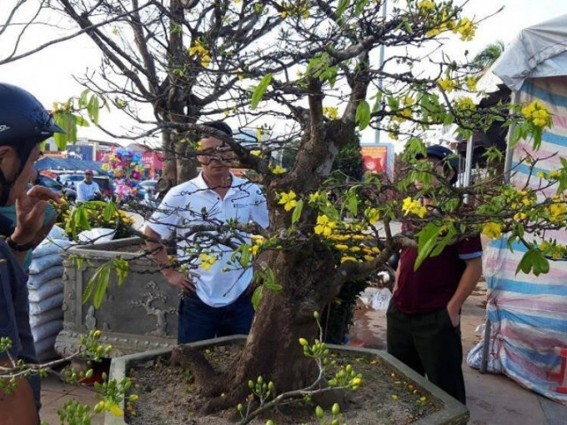 “Đại lão mai” giá 250 triệu ở chợ hoa Quảng Trị khiến nhiều người ngẩn ngơ