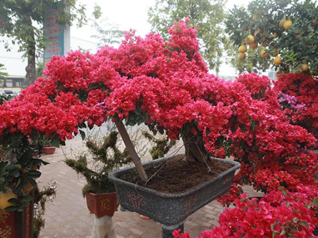 Bonsai hoa giấy Thái Lan hồng rực, giá chục triệu vẫn hút khách Hà thành