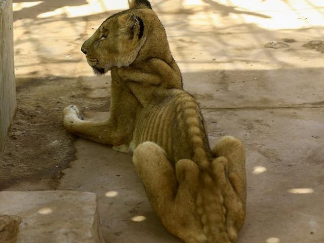 Sư tử gầy thê thảm trong vườn thú “ác mộng” ở Sudan