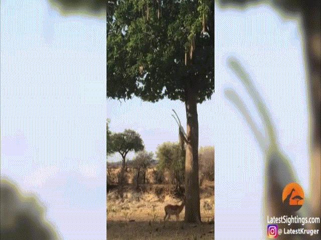 Video: Báo hoa mai tung đòn bất ngờ từ trên cây, làm thịt linh dương