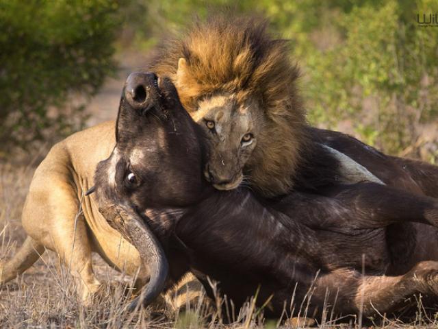 Đang ”làm cỗ” trâu rừng, sư tử đực bất ngờ bỏ chạy