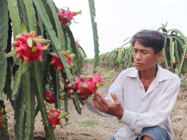 Từ dầu thô đến nông sản đều rớt giá thảm vì...Corona