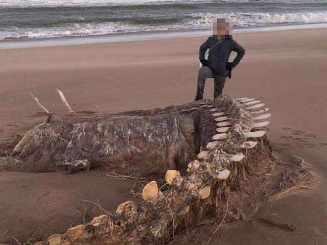 Xương quái vật hồ Loch Ness trôi dạt vào bờ biển Scotland?