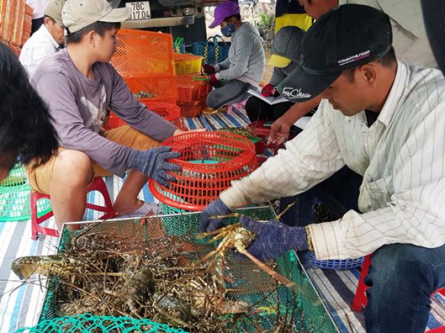 Tôm hùm đổ bộ chợ dân sinh ở Hà Nội, giá rẻ chưa từng có