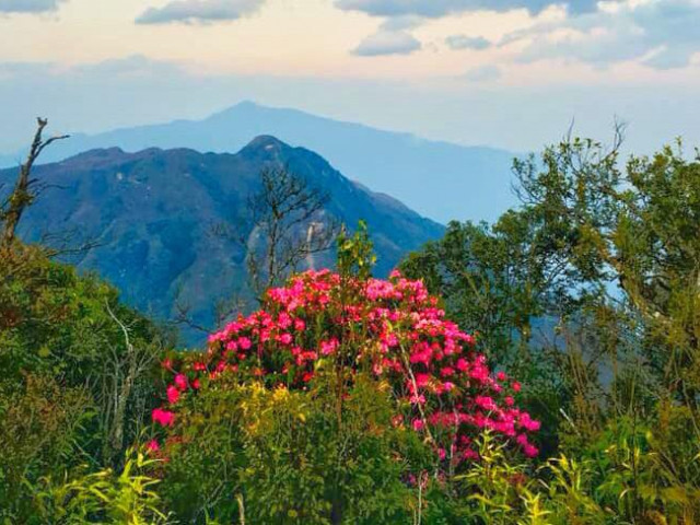 Mê mẩn ngắm hoa đỗ quyên cổ thụ trăm tuổi rực rỡ trên đỉnh Hoàng Liên Sơn