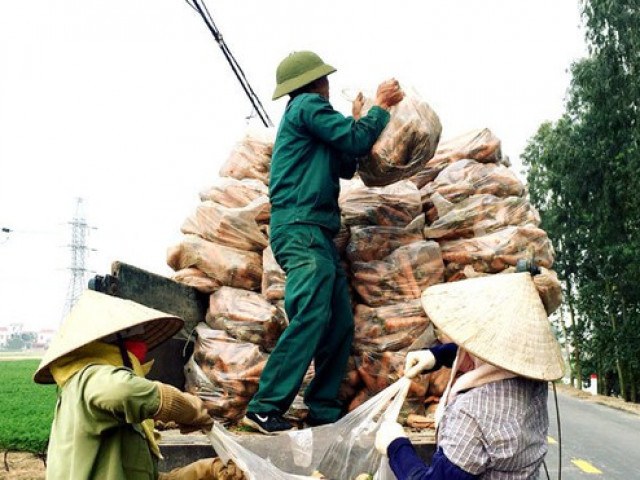 Nông dân kể chuyện chia nhau 100 tỷ trên cánh đồng rực đỏ