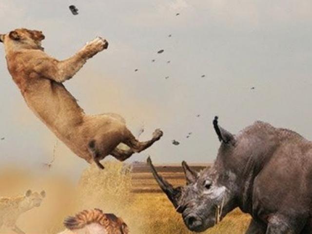 Tê giác ”vác bụng bầu” đánh trả sư tử đói đầy bất ngờ