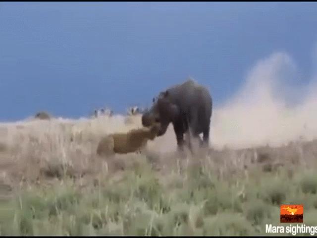Video: Suýt bị hà mã ngoạm nát đầu, sư tử bỏ chạy trối chết