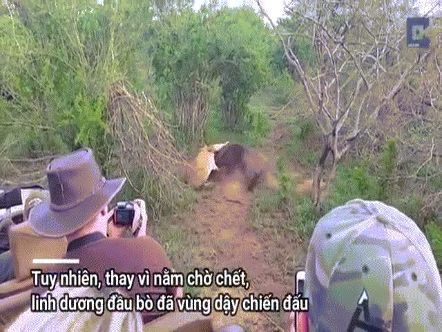 Video: Bị cắn trúng cổ họng, linh dương đầu bò ”lật kèo” khiến sư tử điêu đứng
