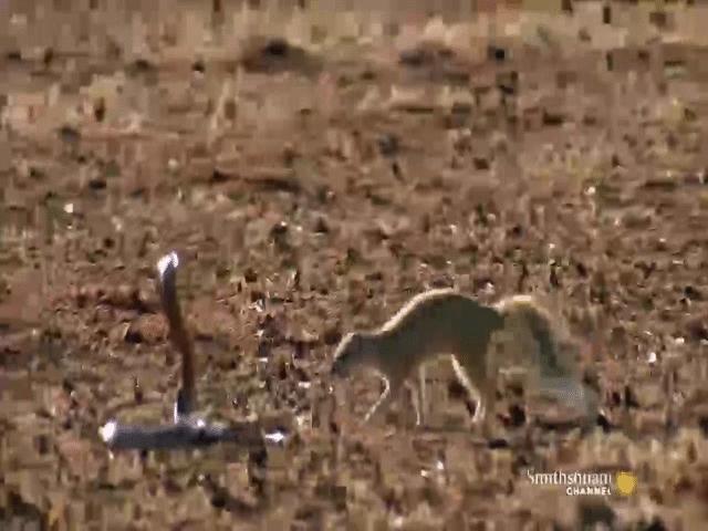 Video: Chứng kiến hàng xóm bị uy hiếp, cầy mangut lao vào tấn công rắn hổ mang để bảo vệ sóc