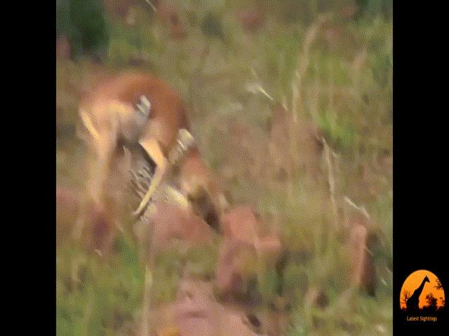 Video: Đối đầu sát thủ hàng đầu giới tự nhiên, linh dương lật ngược tình thế ngoạn mục