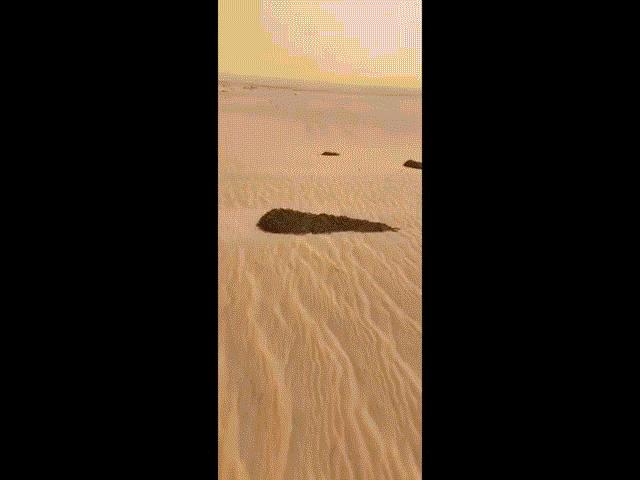 Video: Cảnh bầy châu chấu tập trung như “đội hình chiến đấu” ở sa mạc Ả Rập Saudi