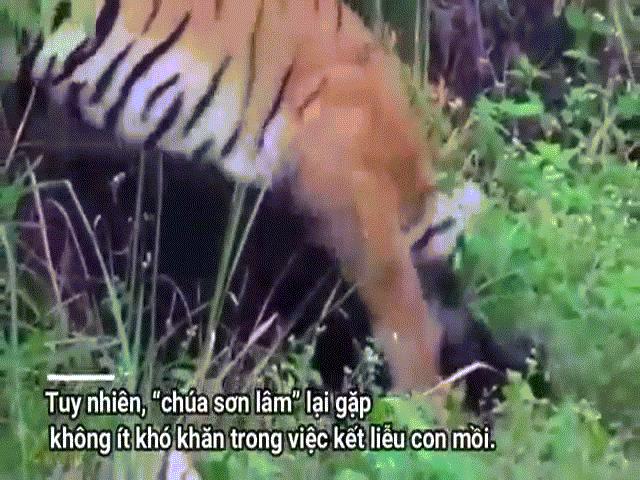 Video: Bị hổ dữ hạ gục bằng nhát cắn chí mạng, lợn rừng bật dậy phản đòn