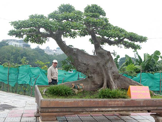 ”Siêu cây” sung cổ tạo dáng như sanh giá 10 tỷ đồng