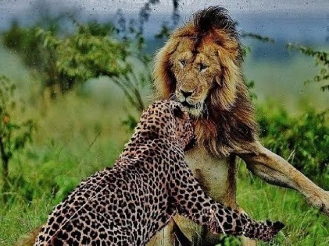 Bị sư tử đánh úp, báo đốm tung võ khiến đối thủ ”run tay”