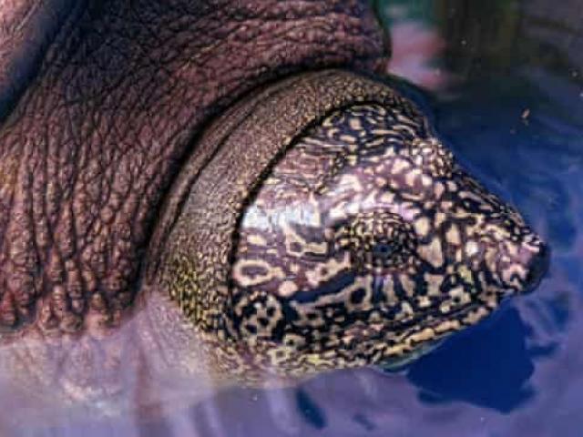 Báo Anh: Phát hiện thêm ”rùa Hồ Gươm” khổng lồ ở Việt Nam khi thế giới chỉ còn đúng 1 con