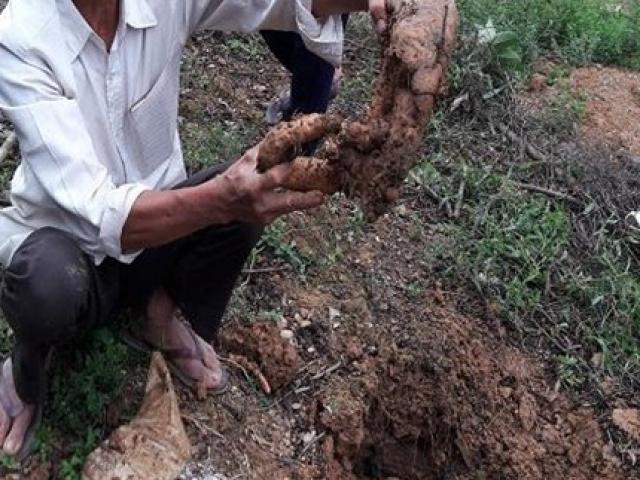 Thứ trước mọc hoang thích thì đào về, giờ ở Việt Nam có người trồng kiếm trăm triệu