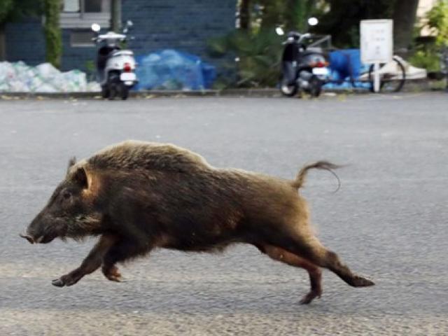 Lợn rừng hung hãn gây náo loạn đường phố, tấn công người đi đường