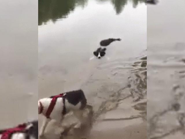 Bật cười chó nhà nằm ngâm mình lập lờ trên mặt nước y như cá sấu