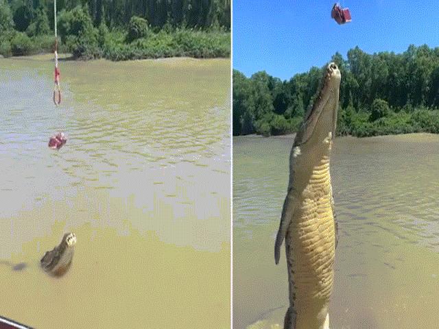 Video: Cá sấu gây kinh ngạc với cú phóng thẳng đứng từ dưới nước lên đớp mồi trên cao