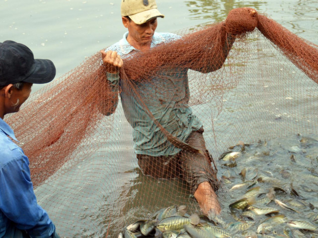 Cà Mau: Sét đánh chết 1,6 tấn cá sặc bổi, dân xôn xao
