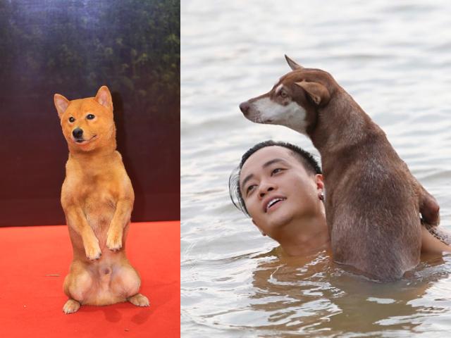 Chó Shiba đóng Cậu Vàng bị “tẩy chay”, khán giả gọi tên những chú ”chó cỏ” này