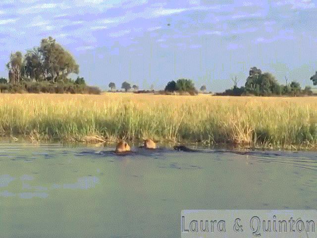 Video: Mạo hiểm lội sông, sư tử ngay lập tức “lọt bẫy” cá sấu