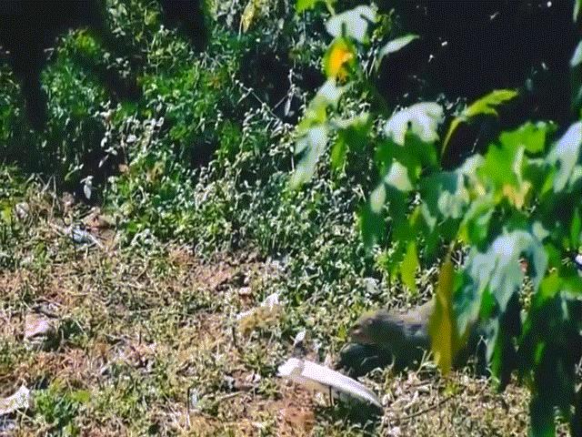 Video: Bị cầy Mangut tấn công, hổ mang chúa liệu có sống sót?