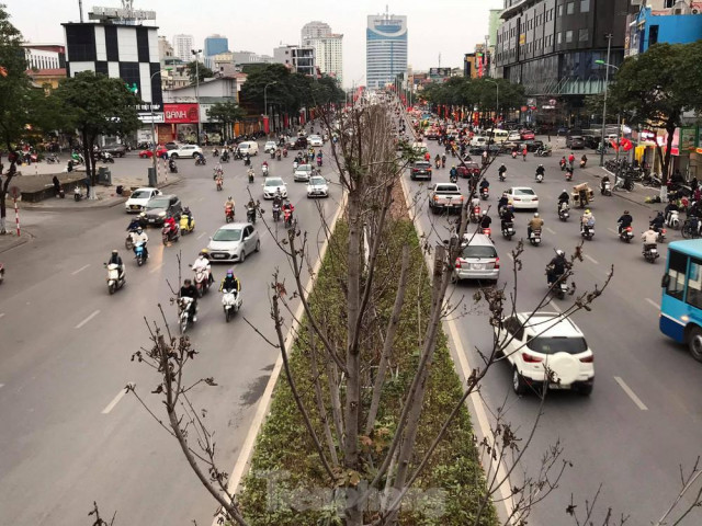 Qua ba mùa rét, hàng phong trồng tại Hà Nội vẫn chưa đỏ lá