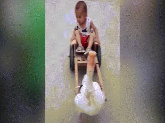 Video: Chú ngỗng thể hiện tài ”lái lụa” kéo xe chở em bé đi chơi, phanh ”cực gắt”