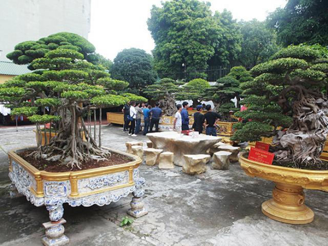 Vườn cây di sản của “ông vua” cây cảnh Việt Nam, đại gia Trung Quốc trả hơn 500 tỷ không bán