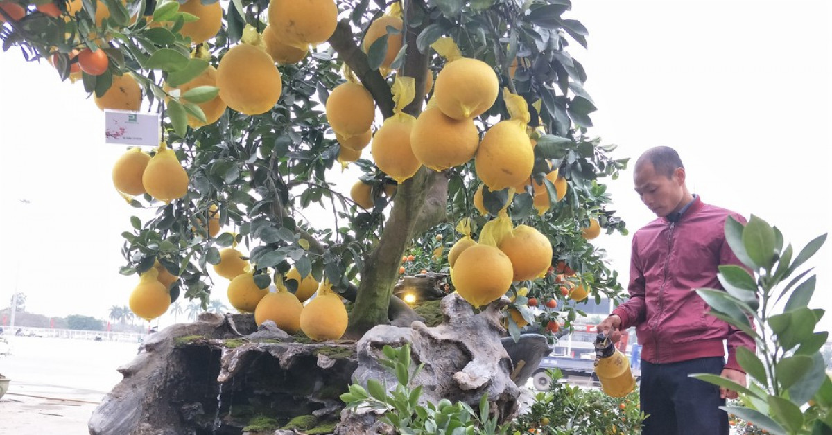 Cây cảnh... lãnh đủ: Ma trận bonsai