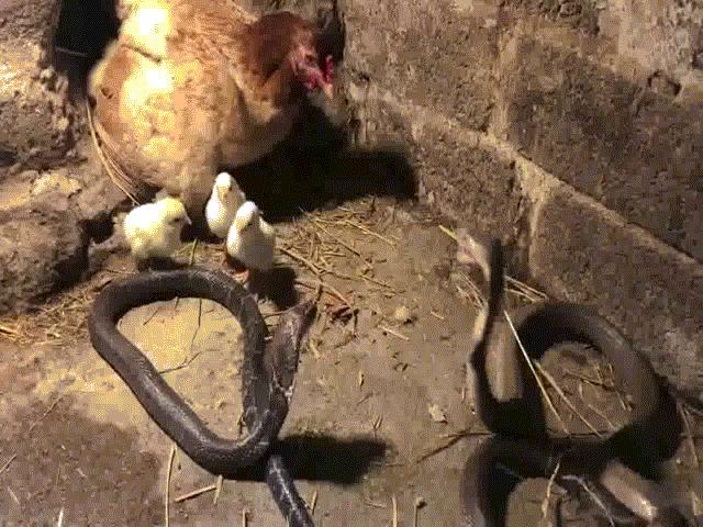 Video: 3 con rắn hổ mang kéo đến hãm hại gà và trận chiến ”tam xà” diễn ra ác liệt, kết cục ra sao?