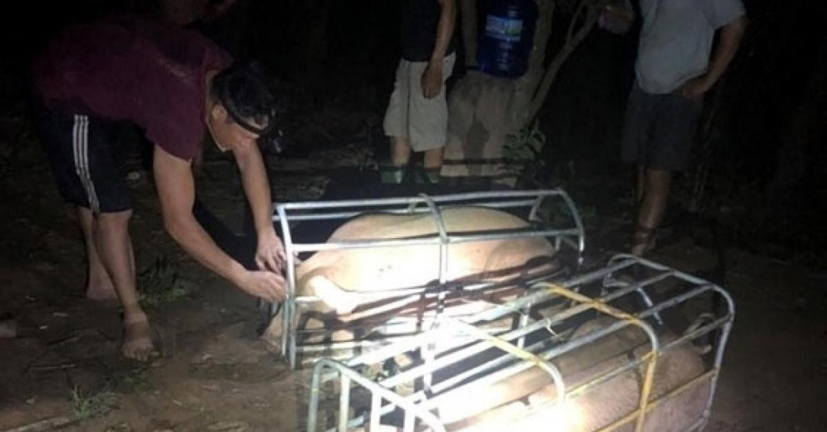 Lợn tìm đường xuất lậu sang Trung Quốc, kéo giá trong nước tăng cao