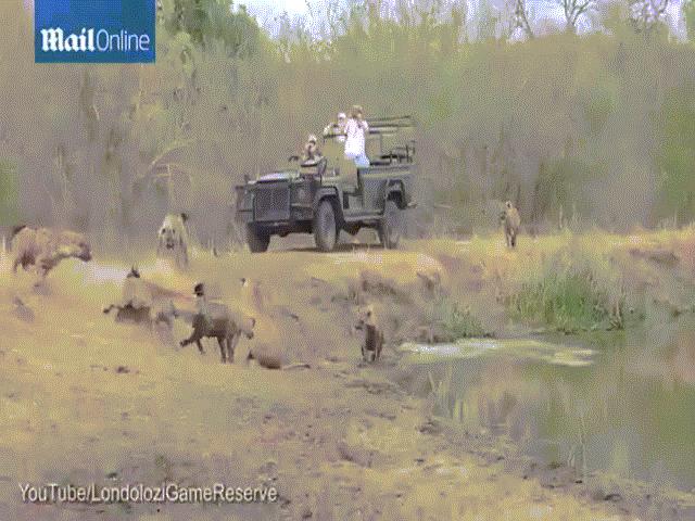 Video: Linh cẩu đuổi sư tử chạy té khói nhưng vẫn bị cướp mất mồi, chuyền gì xảy ra?