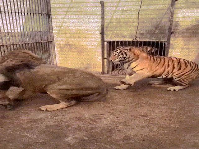 Video: Hổ liên tục khiêu khích và tung quyền thẳng mặt sư tử