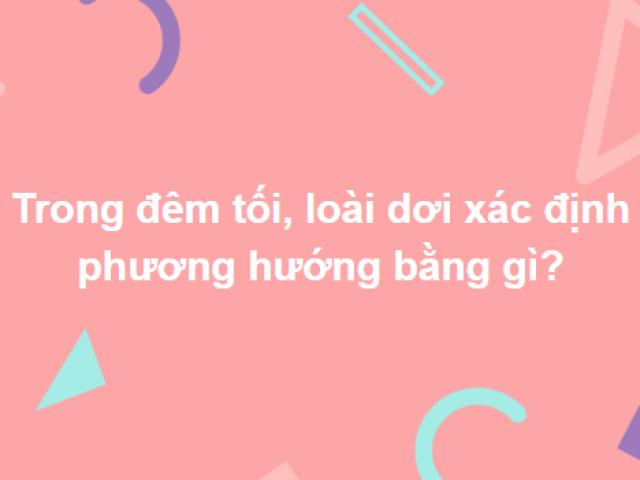 Chỉ các giáo sư biết tuốt mới trả lời đúng 100% những câu hỏi này