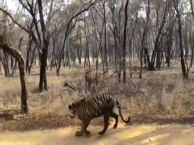 Video: Khoảnh khắc hai con hổ to lớn lao vào kịch chiến và kết cục