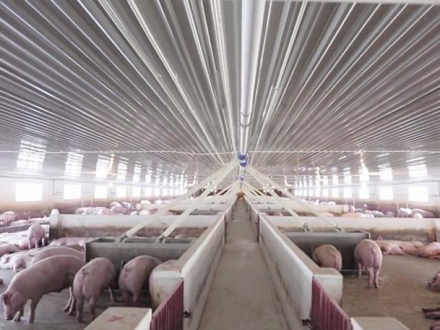 Công ty bán thịt lợn báo lãi tăng 360%