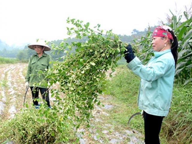 Cây dại ở Việt Nam hóa thành ”mỏ tiền”, trồng 3 tháng cho tiền tỷ