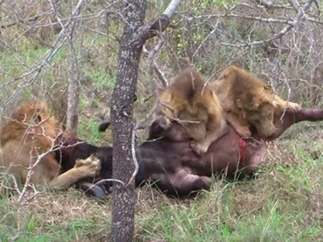 Trâu rừng la hét trong tuyệt vọng vì bị sư tử đánh trúng điểm yếu