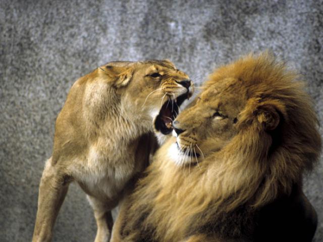 Vua sư tử thể hiện sức mạnh khiến ”đàn quân” nổi loạn run sợ